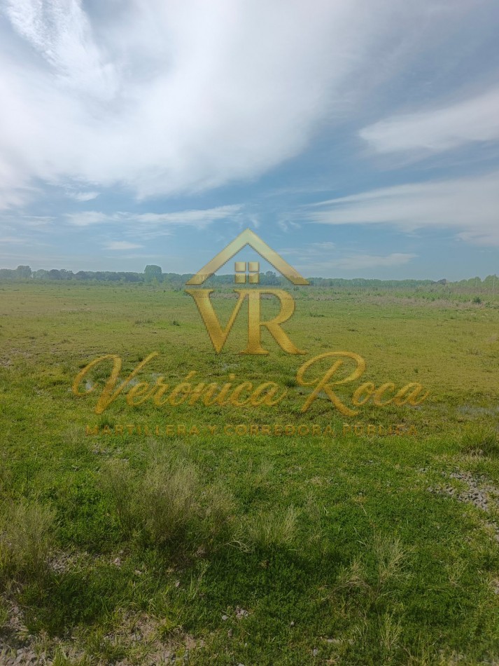 CAMPO EN VENTA 90 HA CANNING